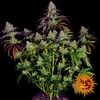 Mimosa EVO, Фасовка: 1, изображение 16